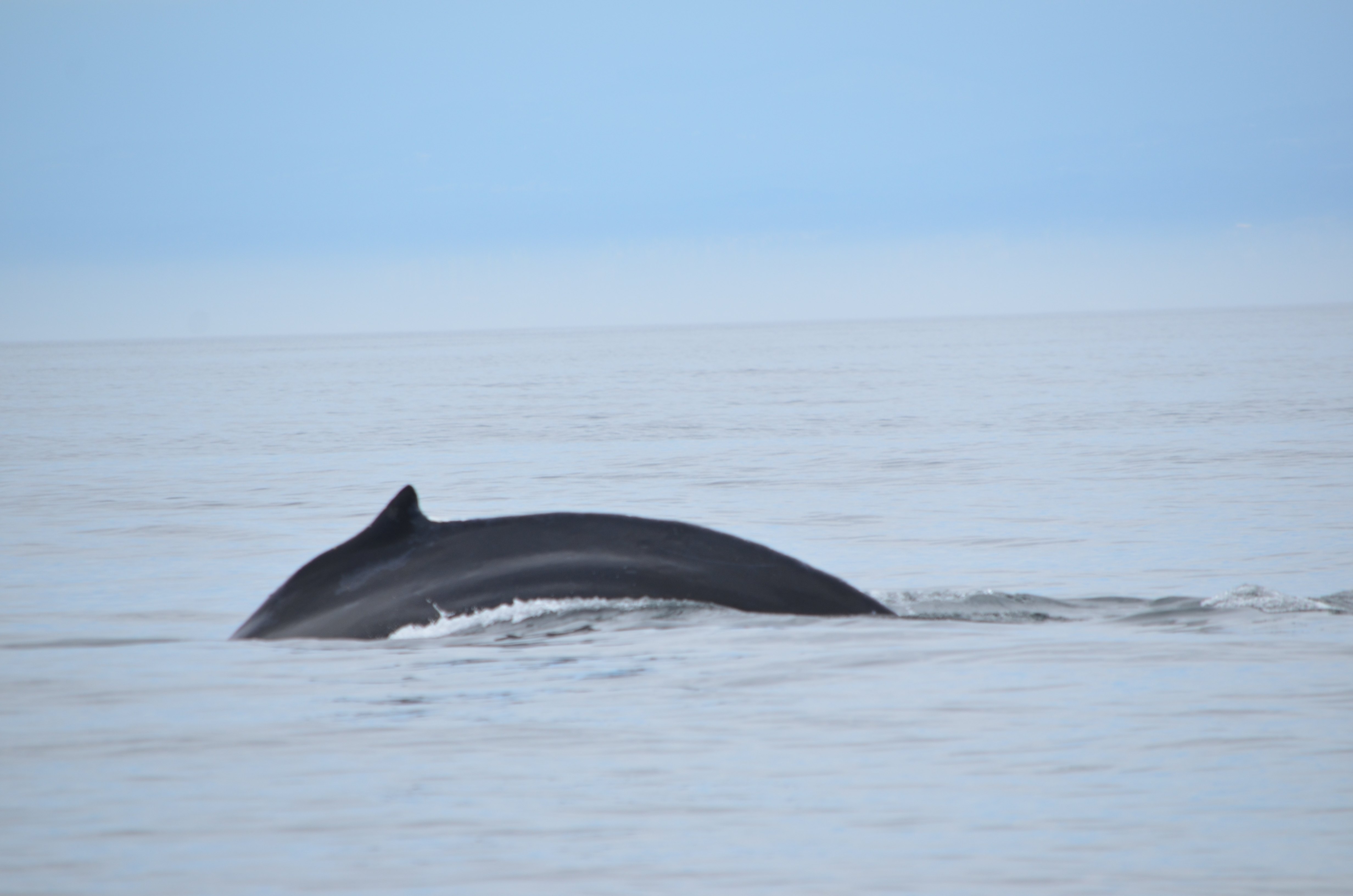photos/wildlife/Mammal_Species/Humpback Whale/DSC_0116.JPG